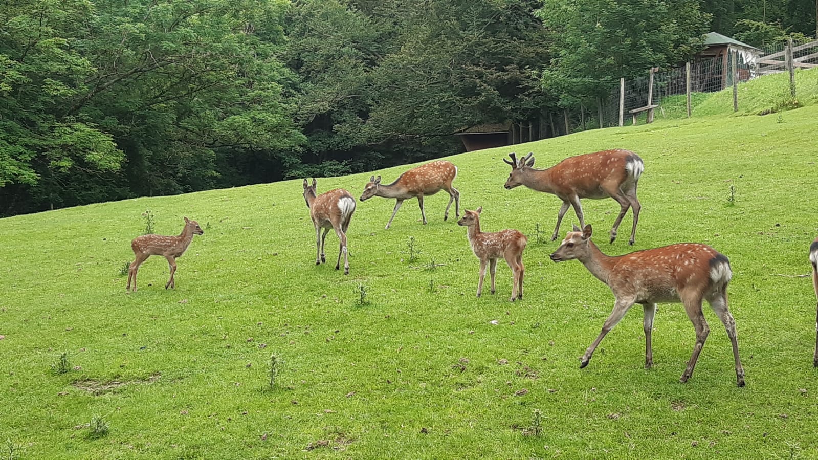 Galerie Wildpark Gersfeld (Rhön)